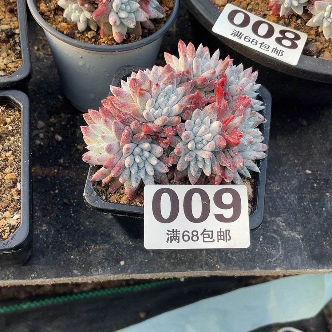 晨溪园艺仙女杯呀