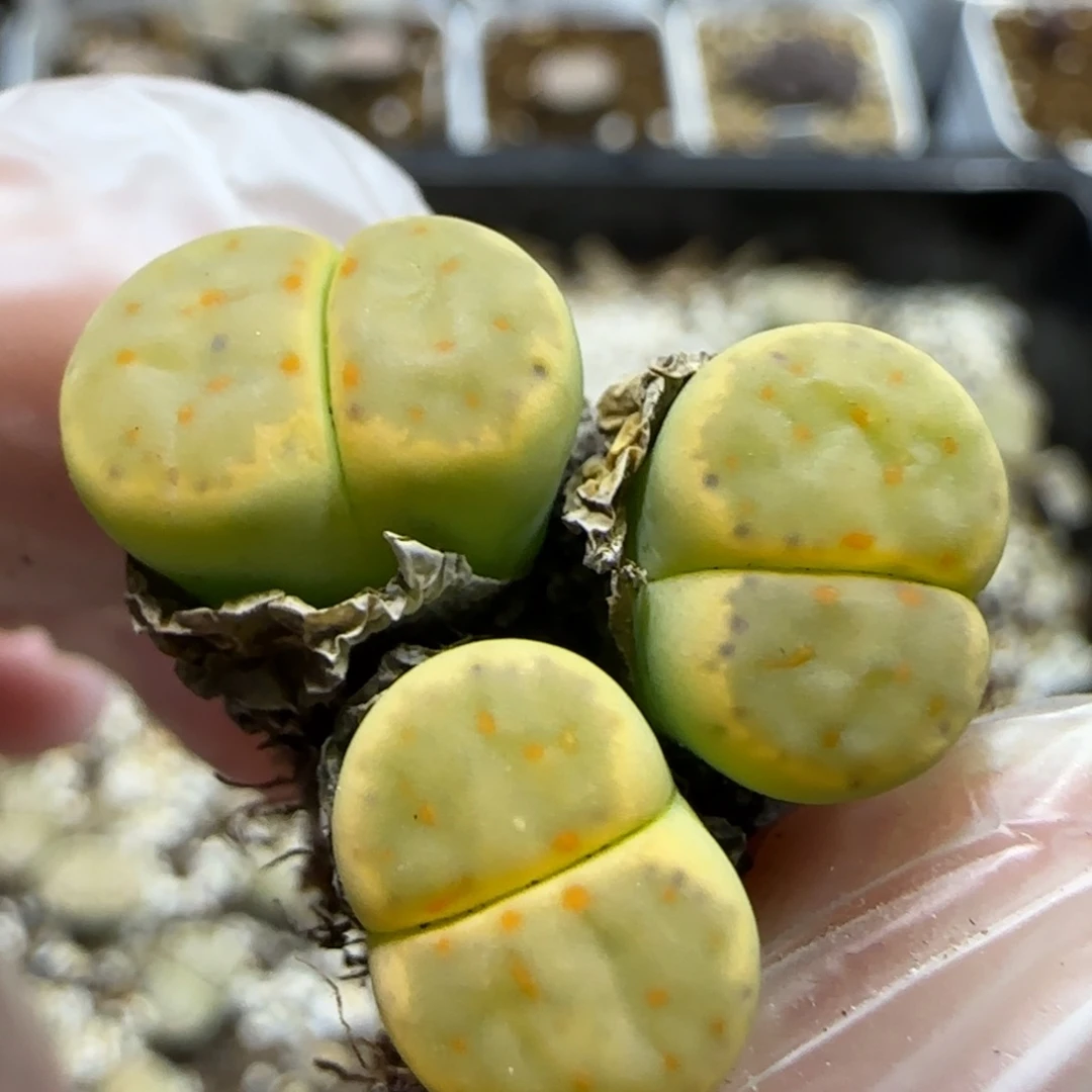 11.4。母本奶油绿神笛 5090