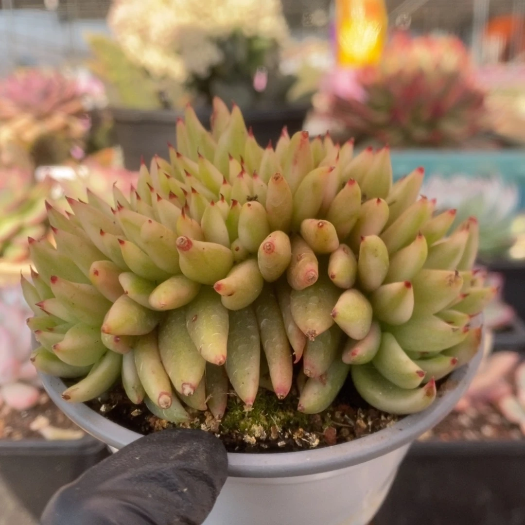 001艾克魂锦锦锦锦锦锦