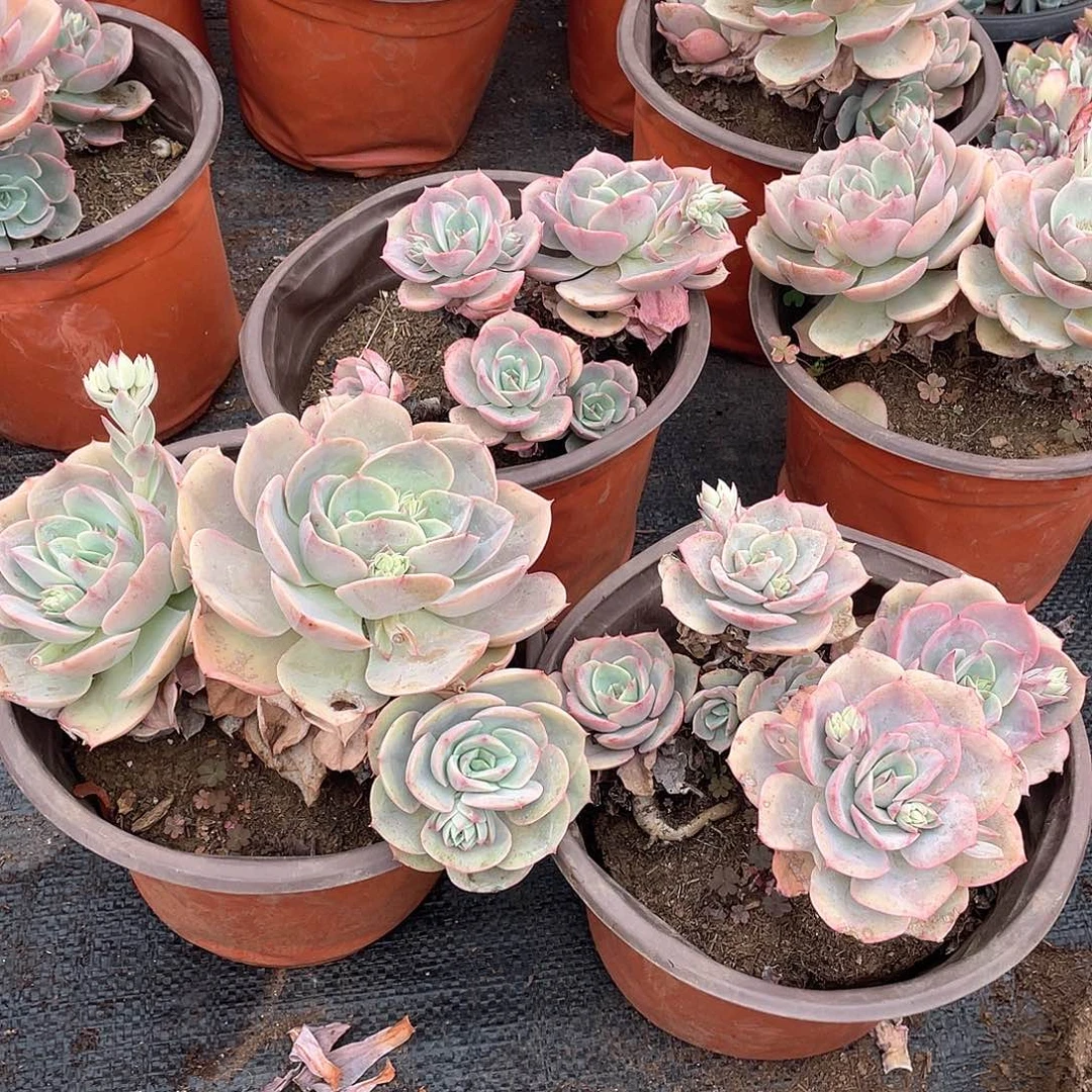 蓝色苍鹭9.9米 量拍多肉