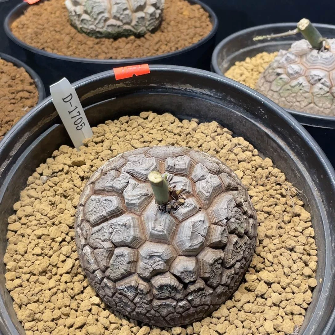 1705号龟甲龙不退不换