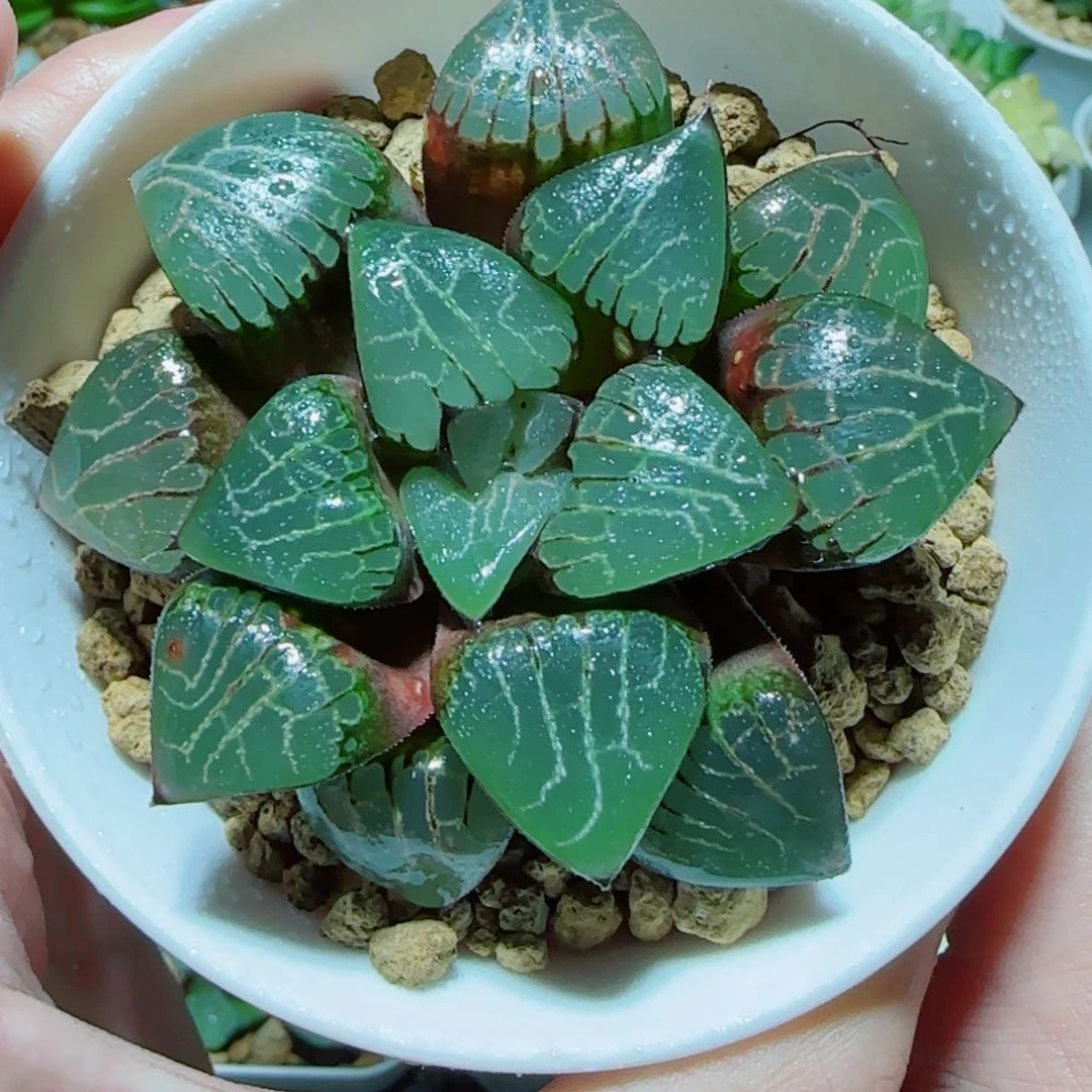 爱神克多肉植物