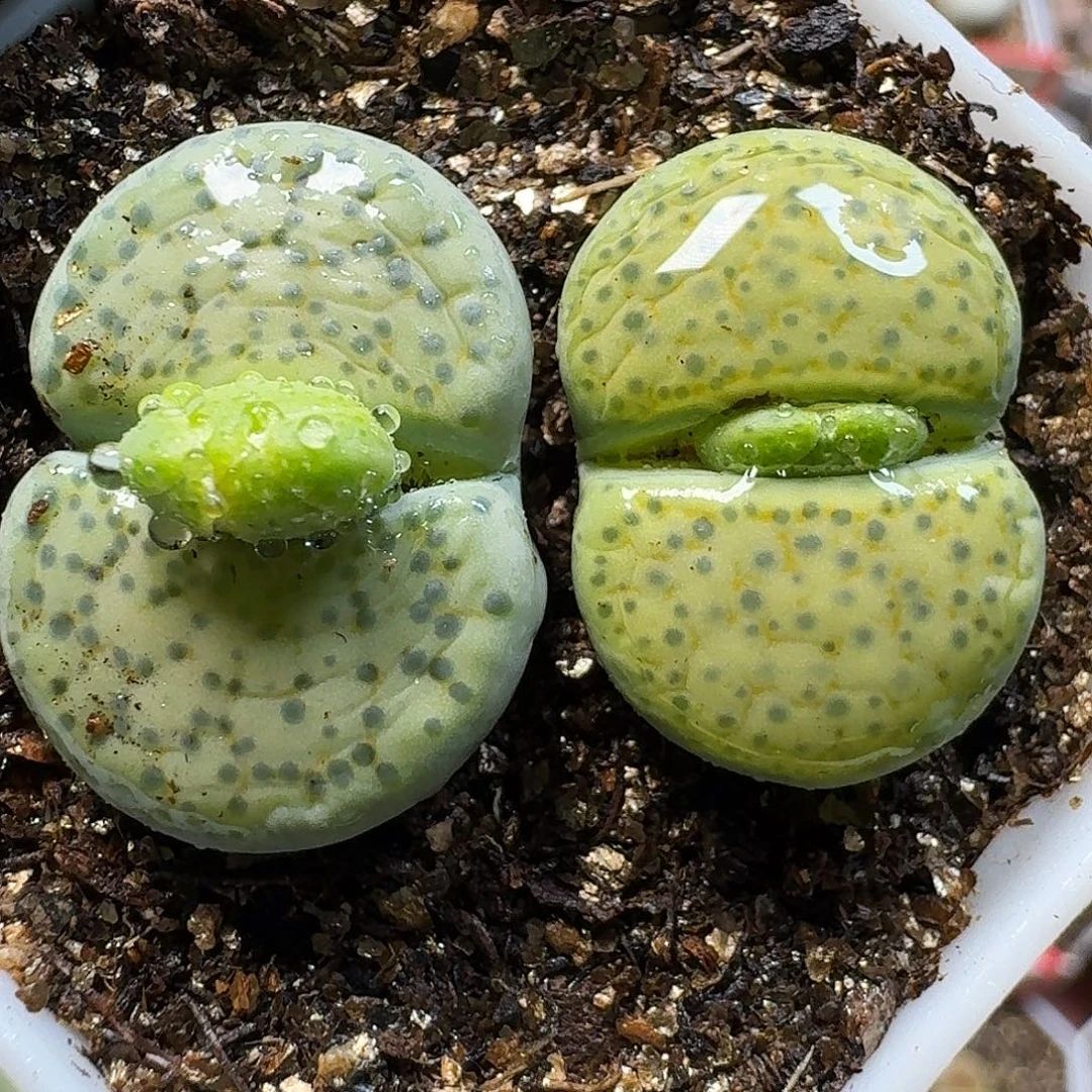 生石花111111。    286