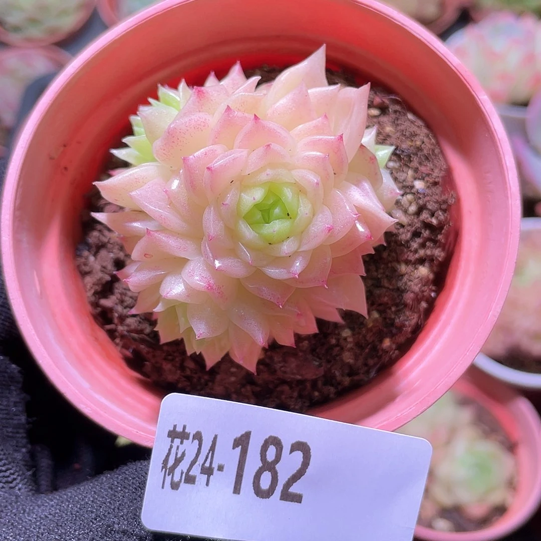 花利美24-182幻影