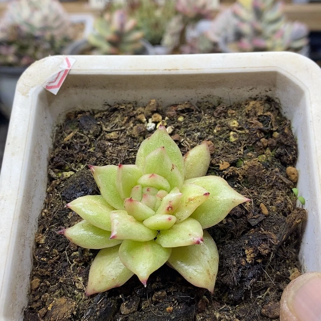 2256 凸起玛利亚石化