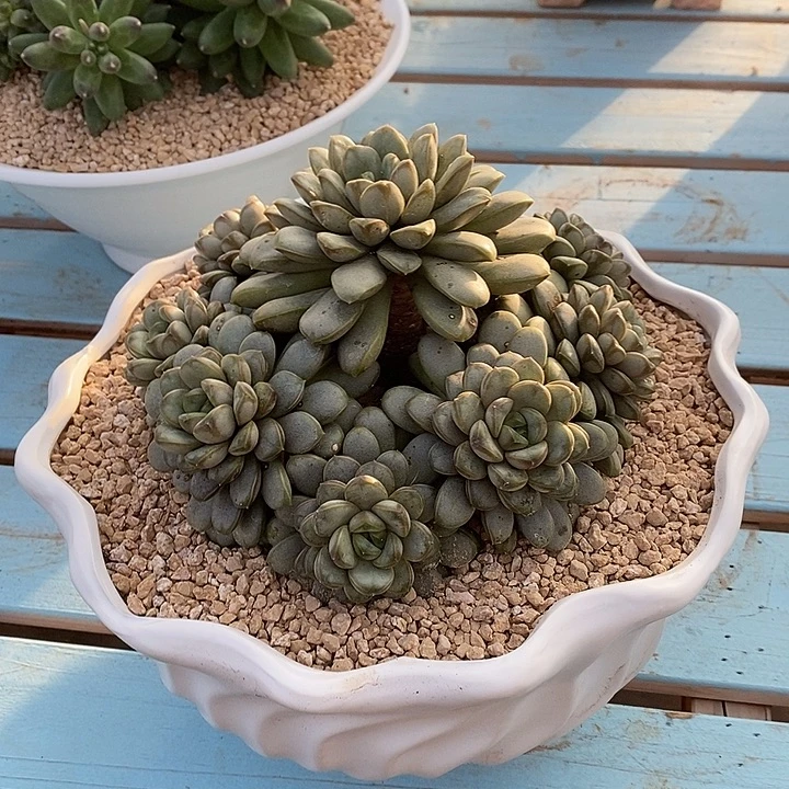 精品 精品 精品 寄养