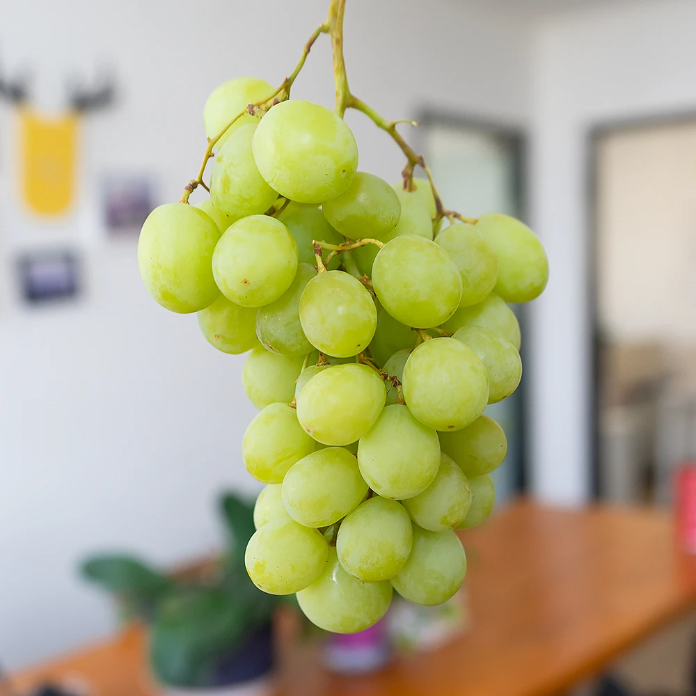 澳洲进口甜地球青提葡萄嘎嘣脆香甜多汁【顺丰包邮坏果包赔】水果