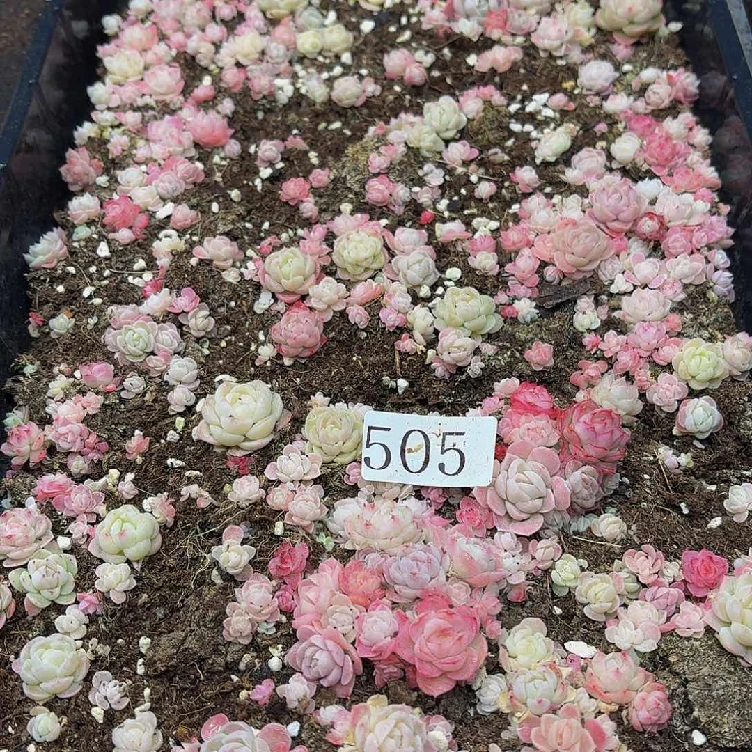 多肉植物多肉植物505