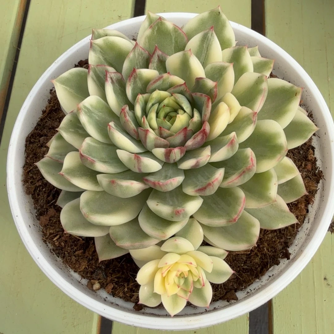 苍翠锦花脸锦上园艺一物一拍