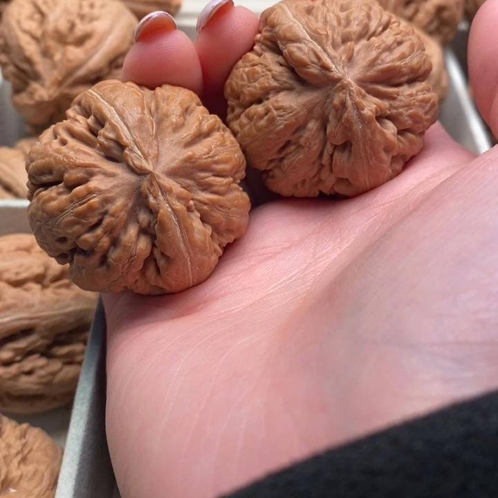 用***星霸王龙全品无修一刀没动