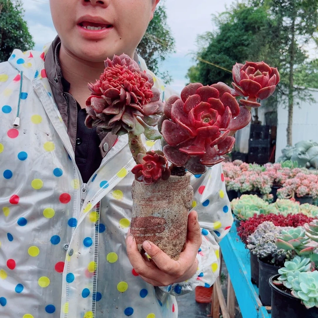 大红袍精品多肉植物缀化一颗