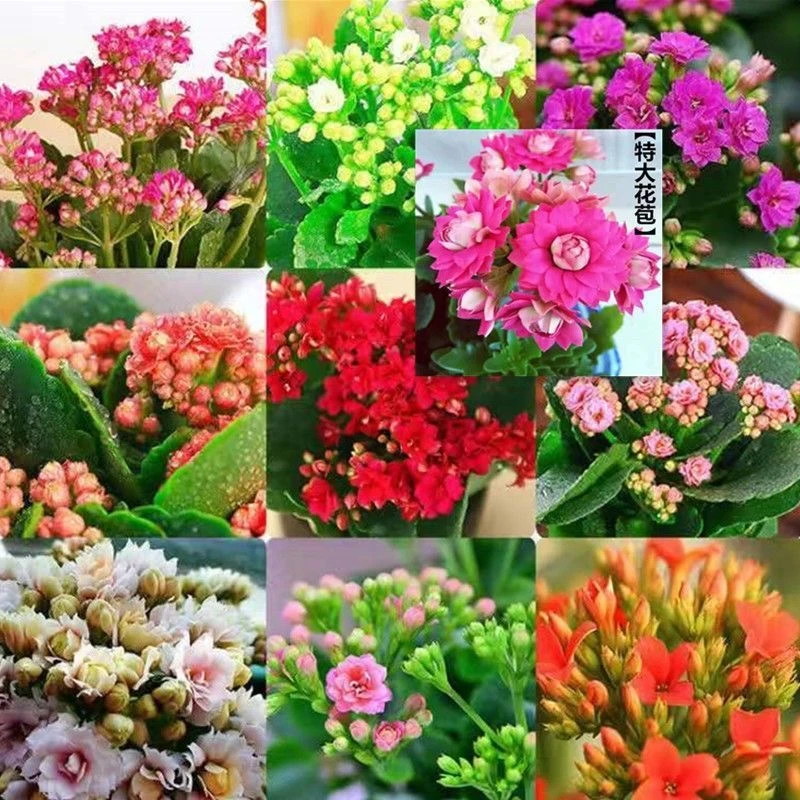 盆栽花卉 俏佳人 多年木本植物生新手小白易成活耐冻耐寒室内室外