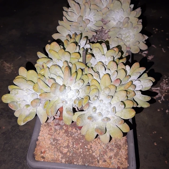 J***A拇指仙女杯多肉植物