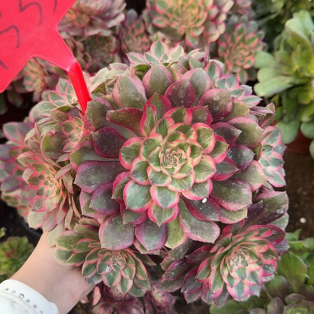 4533云荷多肉法师