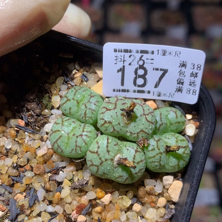 精品生石花26.187