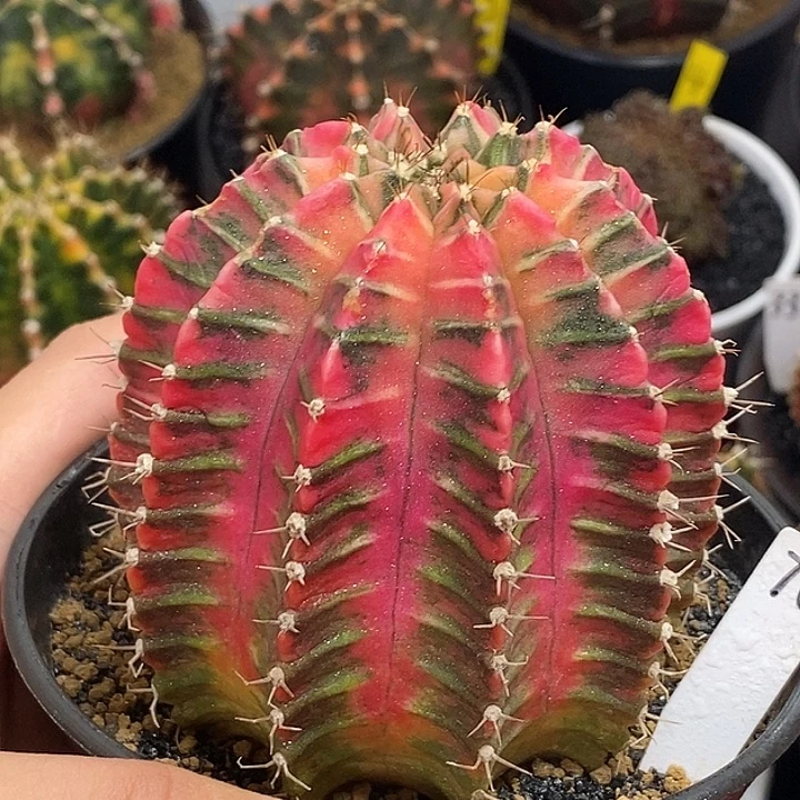 泰系全品米哈——带盆土发货15