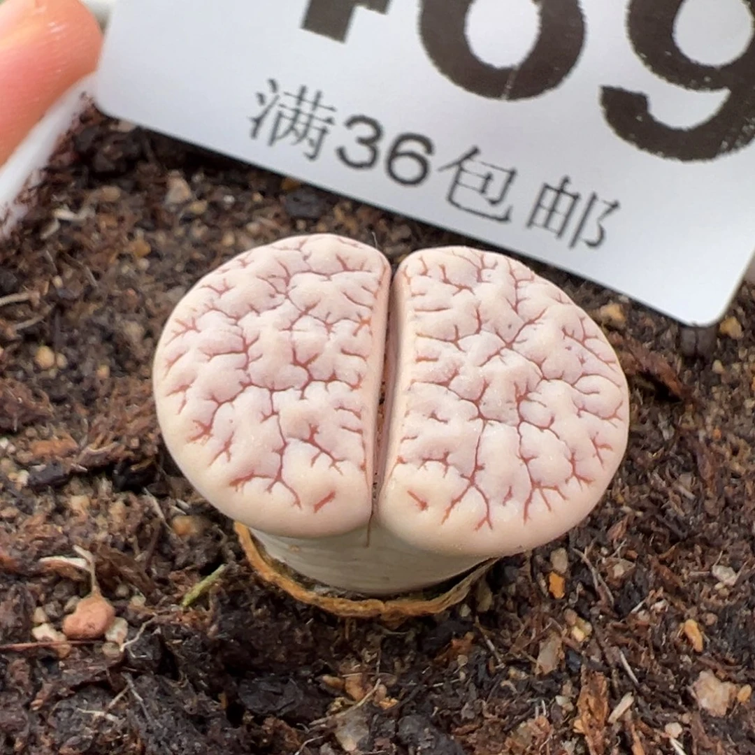 6.22好看的多肉脱土发货469