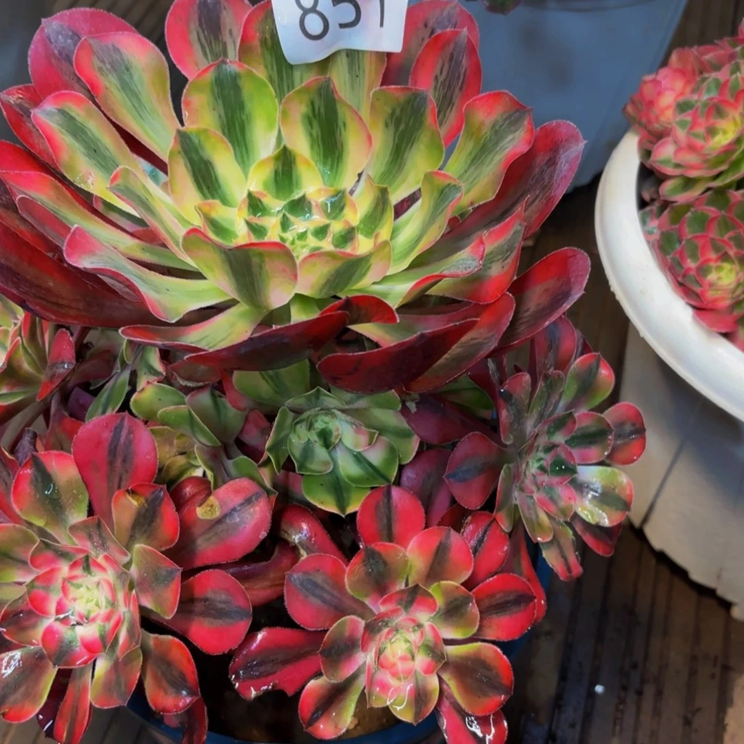 衣***夭851多肉植物爱丽丝