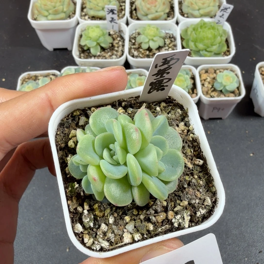 三头西米露一物一拍126