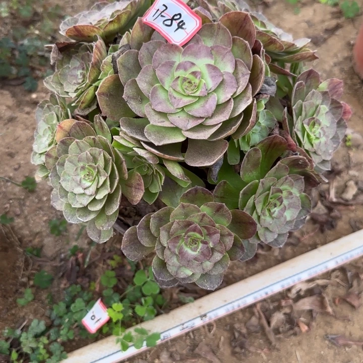 17-84黑魔不包售后