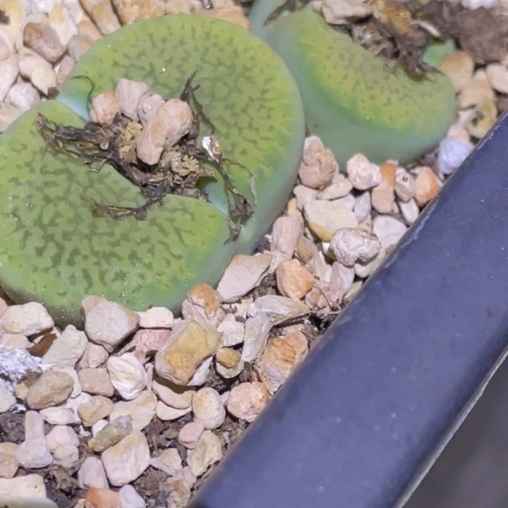 4855888508888858858888887