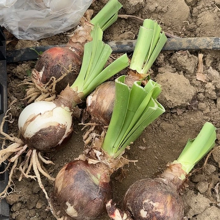 无花朵杂交五个开花不售后