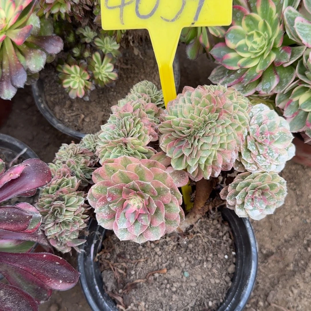 4059--荔枝多肉植物
