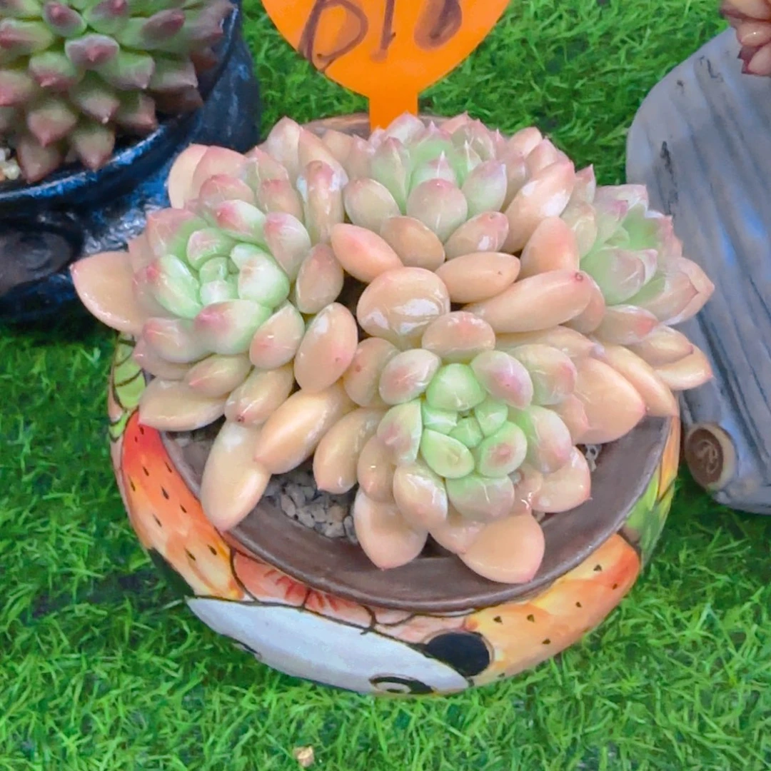 *️**618多肉植物一物一拍