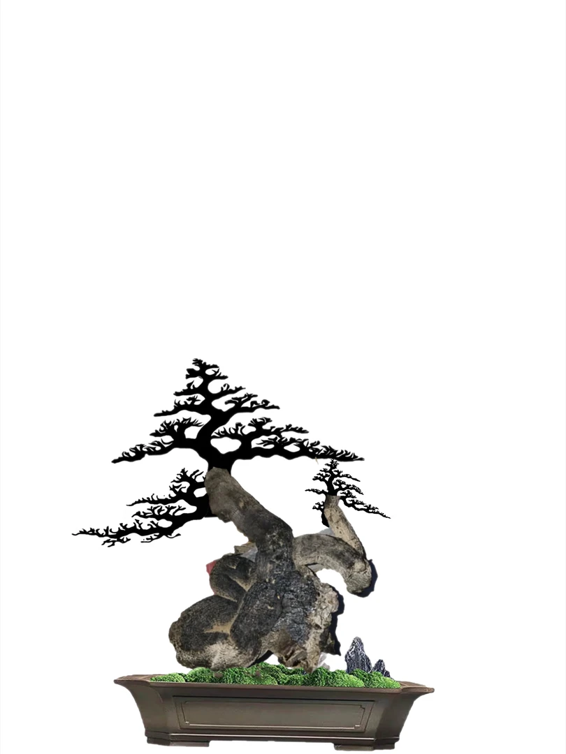 灌木金弹子各类熟桩  直播间一物一拍 单拍无效