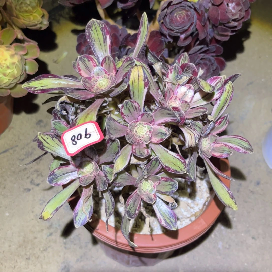 908多肉植物V锦锦