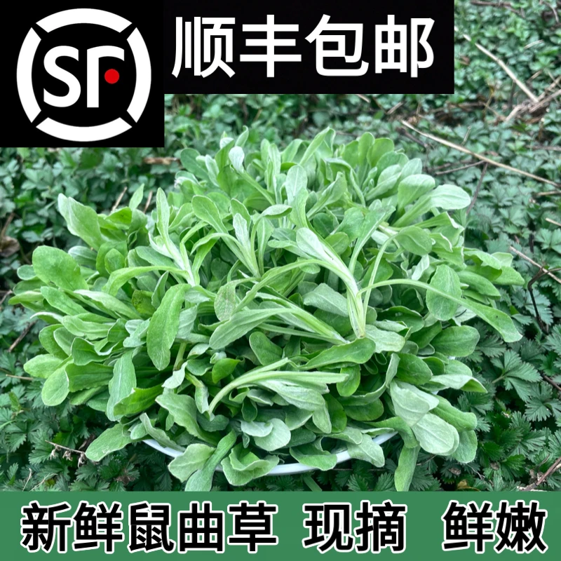 野生鼠曲草新鲜田艾菜水牛佛耳绒毛草清明粑艾青团1/2/3/4斤包邮