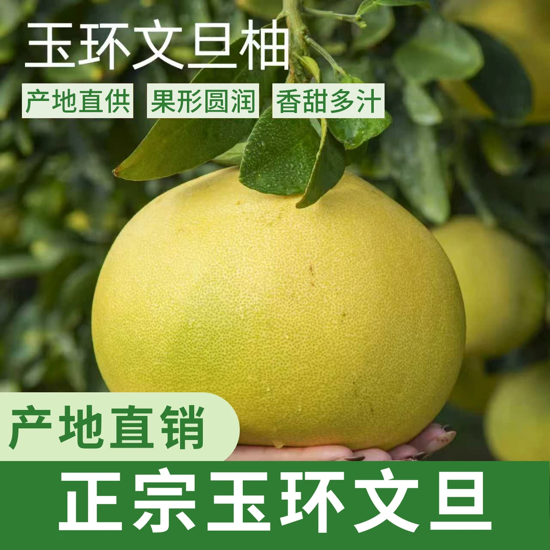 脆甜【玉环文旦】香甜多汁新鲜爆汁柚子时令水果正宗浙江产地