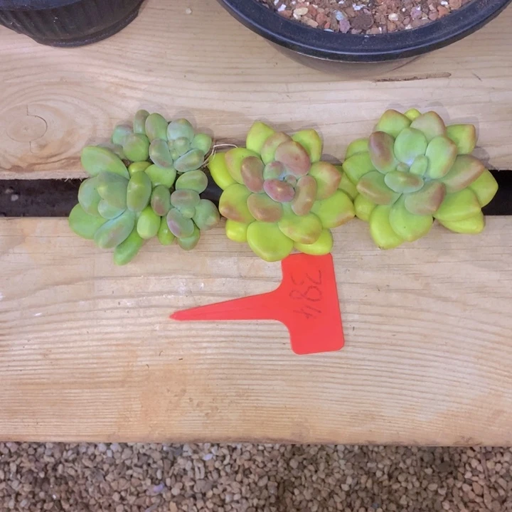 素***水在家闲不住也可以用上