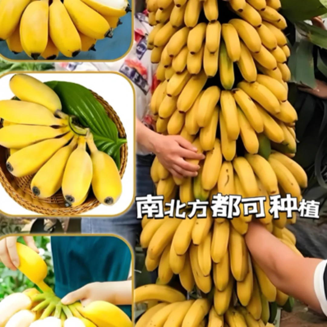 矮脚九号香蕉王盆栽地栽都可种植（惊喜快）