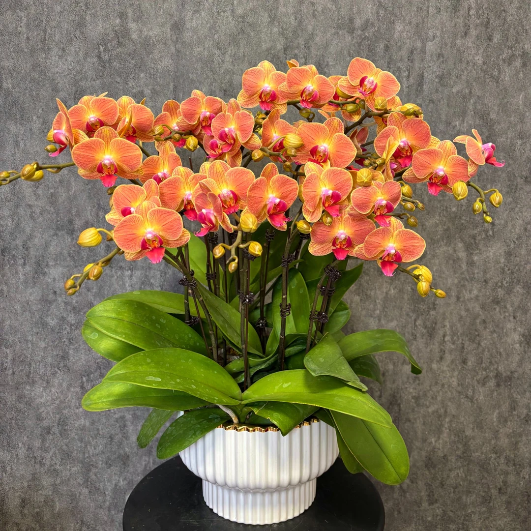 【黄香梨-蝴蝶兰】年宵花  好养花期长 送礼装饰 室内观赏花