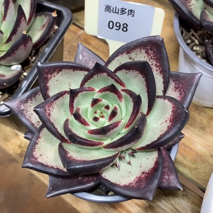 D098- 直播福利 乌木