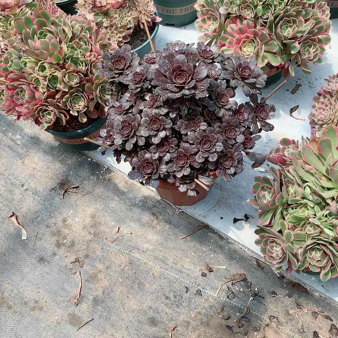 【闪购商品】兴****店原液拉丝，多肉