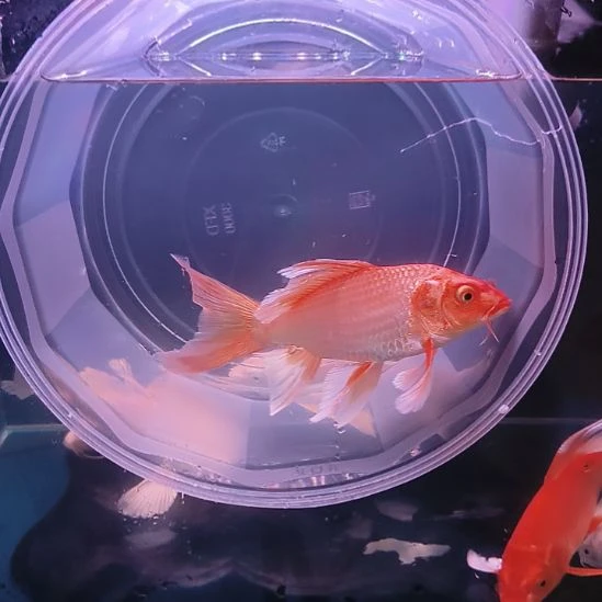 海水鱼红色普身蝴蝶鲤