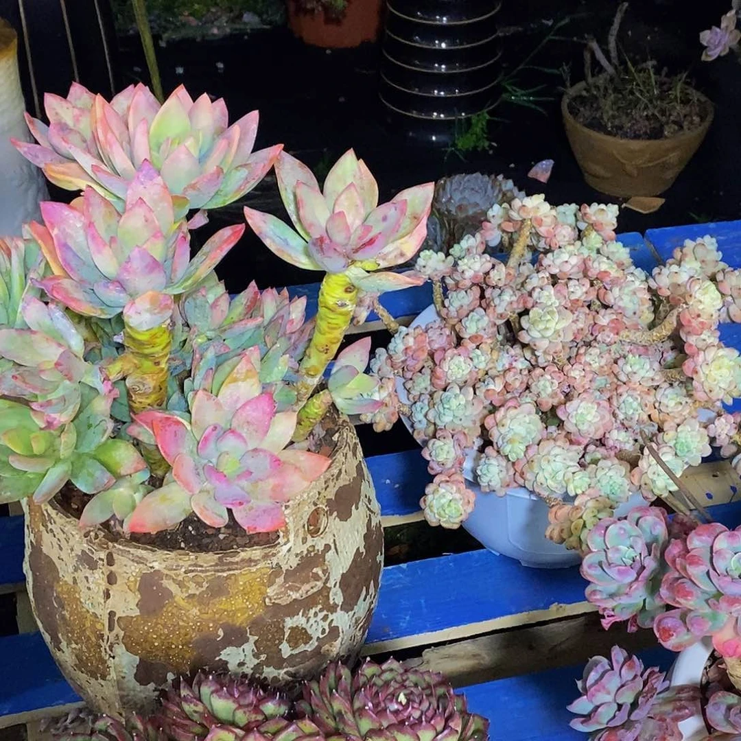 蓝****宝2颗多肉包邮到家