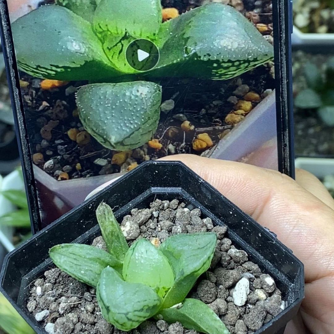 裹般若实生1号一物一拍