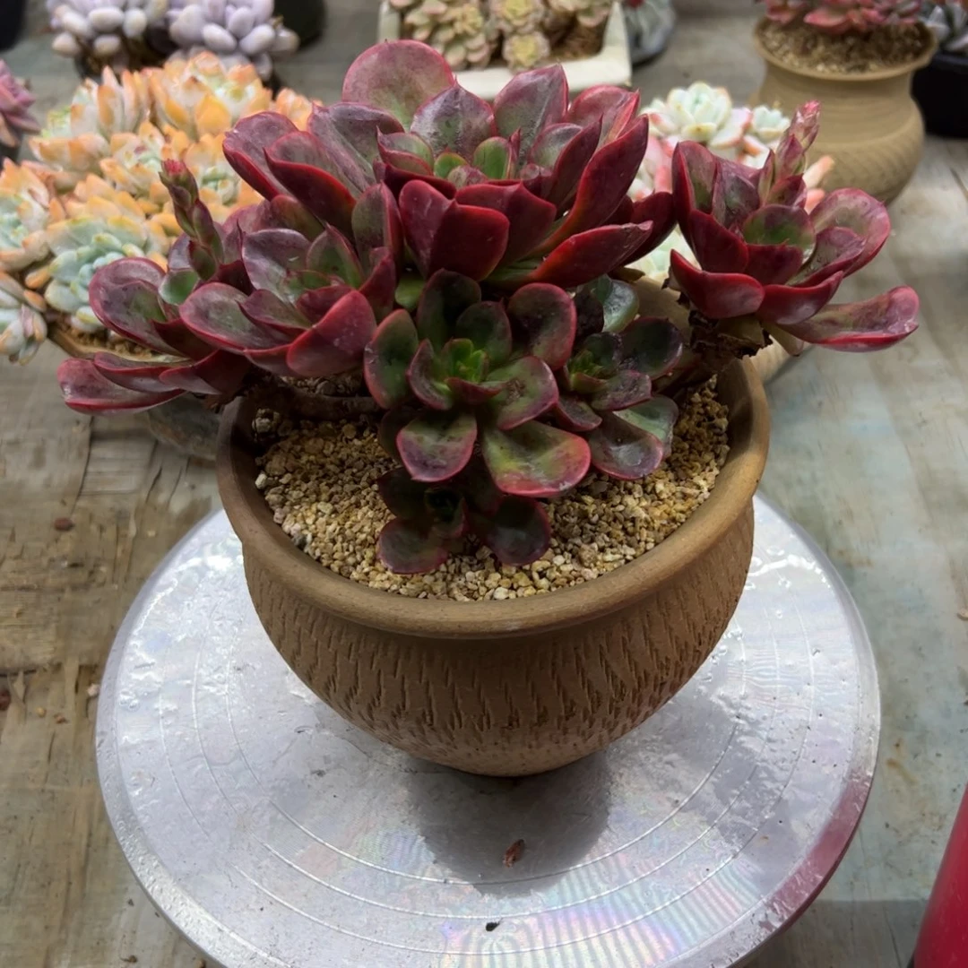 克劳斯38 零零多肉植物