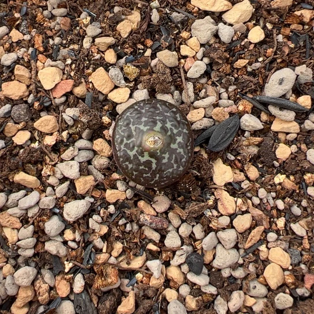 异色烟圈603选拔多肉