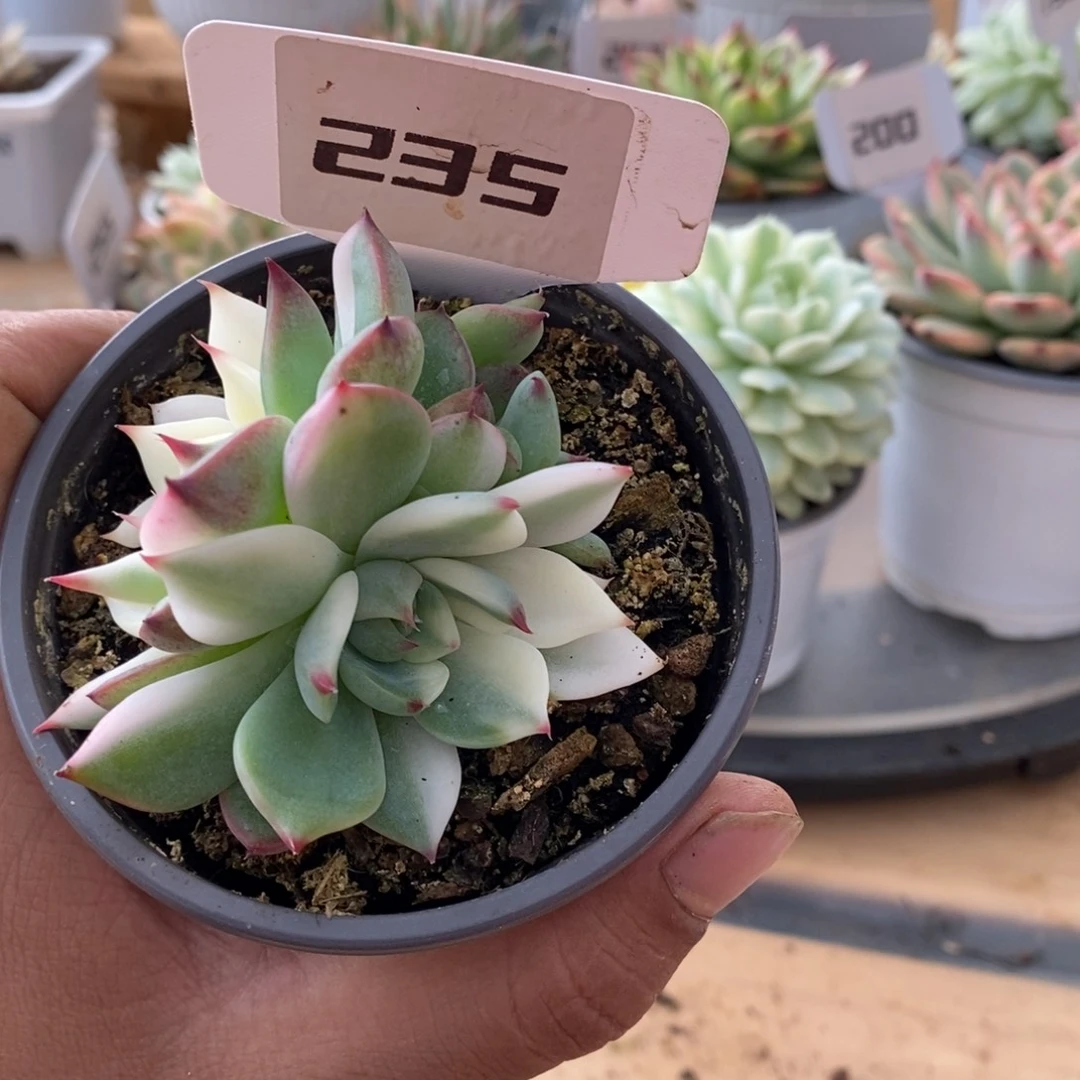 235吉娃娃多头哈哈哈