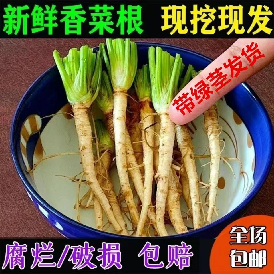 新鲜香菜根现挖现发凉拌腌制咸菜用油炸小须子地下根部