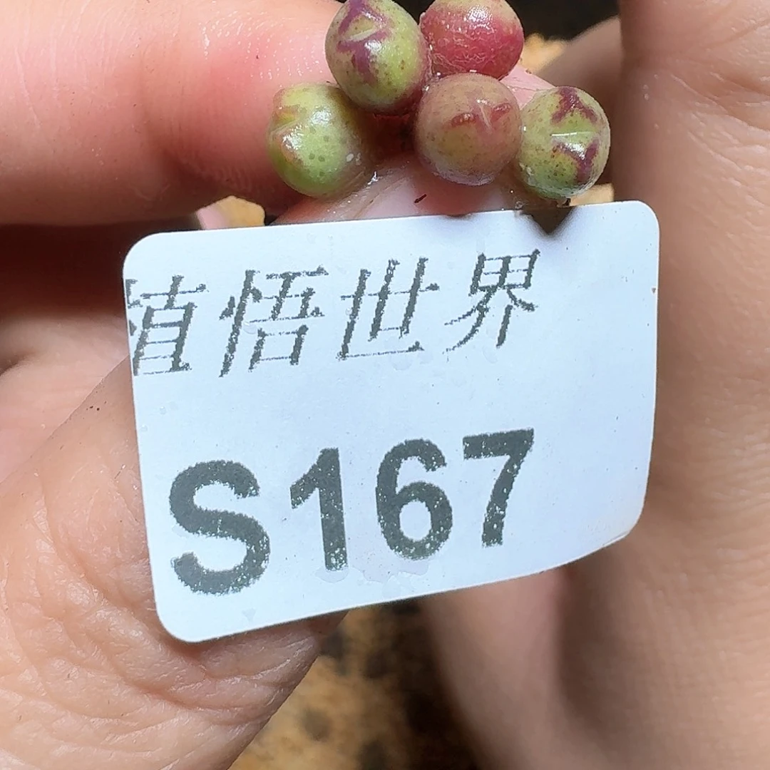 1颗一组量拍多肉植物哇fvb