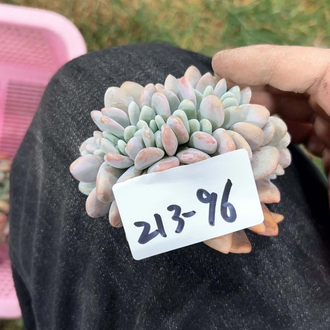 213-96粉兔缀化多肉