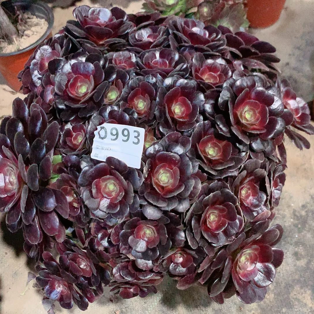 精控荷兰玫瑰993