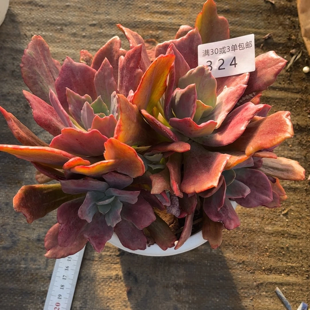 诗***C324砖石锦多肉植物。