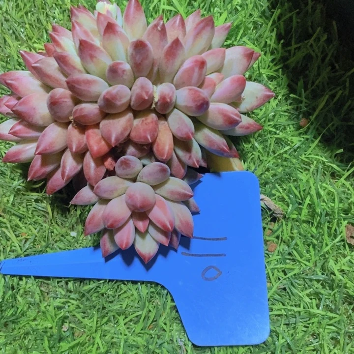 喜*盈这么久不回来也没什么大