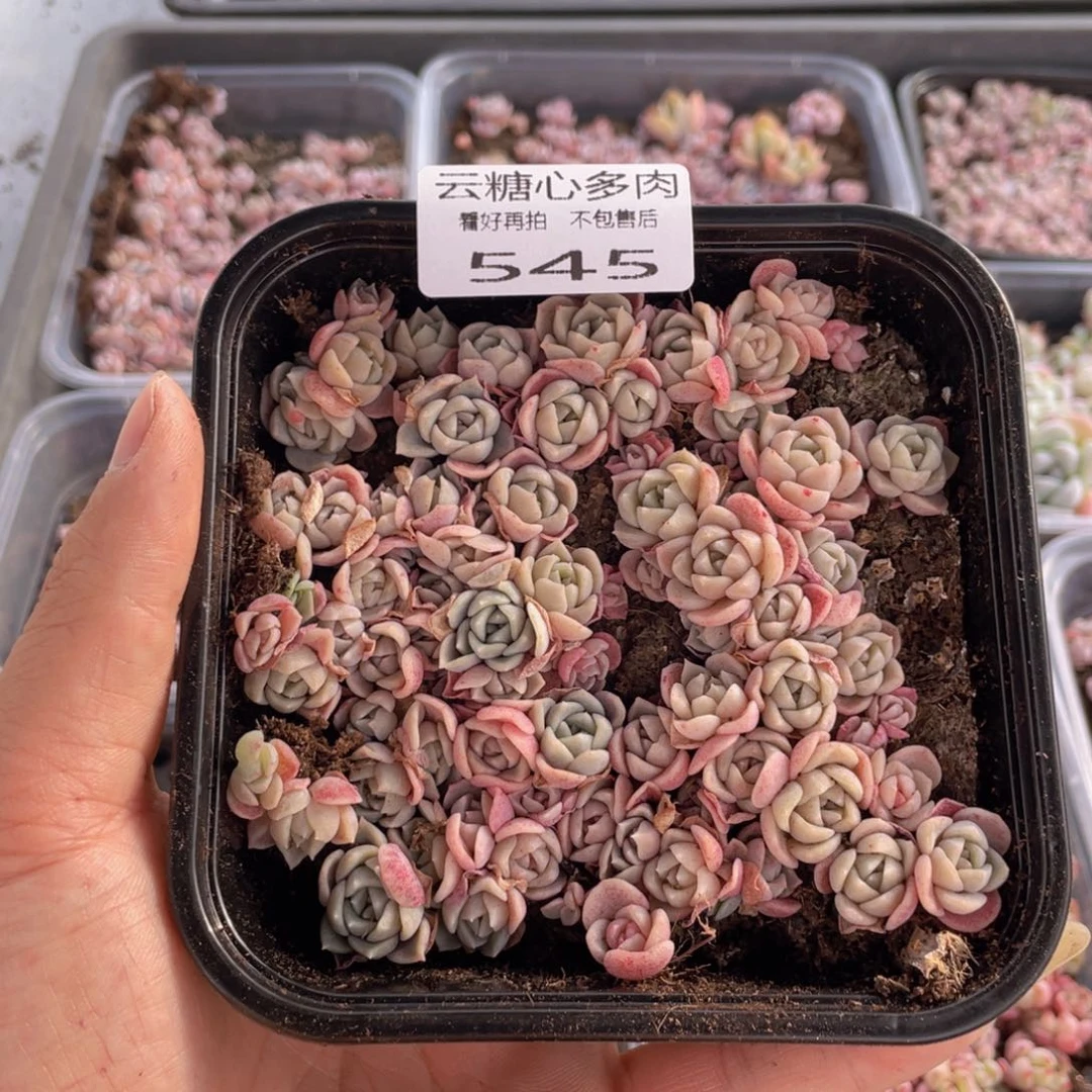 云糖心多肉植物545